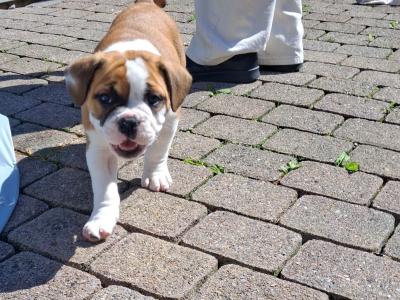 Old English Bulldog x French Bulldog puppies in Galway