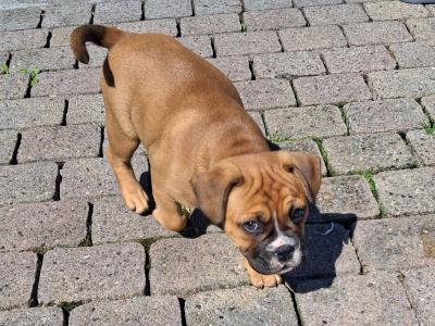 Old English Bulldog x French Bulldog puppies in Galway