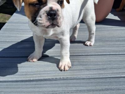 Old English Bulldog x French Bulldog puppies in Galway