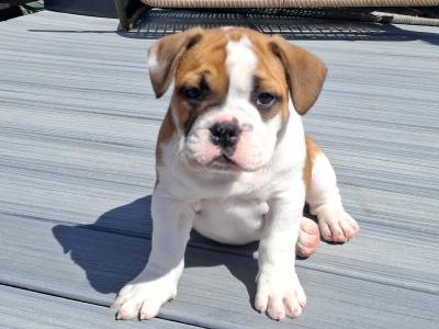 Old English Bulldog x French Bulldog puppies in Galway