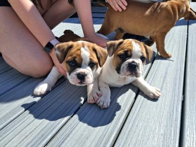 Old English Bulldog x French Bulldog puppies in Galway