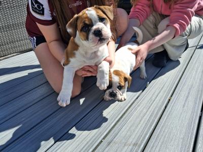 Old English Bulldog x French Bulldog puppies in Galway