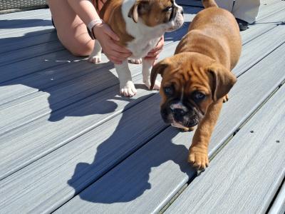 Old English Bulldog x French Bulldog puppies in Galway