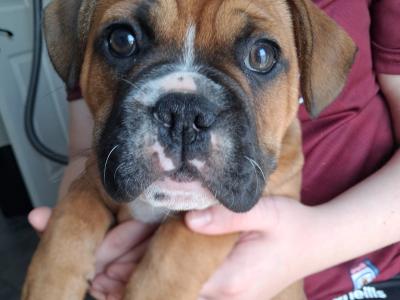Old English Bulldog x French Bulldog puppies in Galway