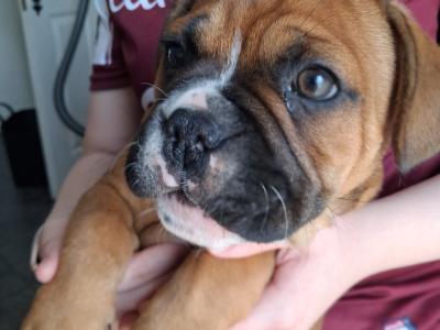 Old English Bulldog x French Bulldog puppies in Galway