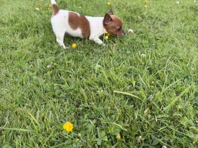 Miniature Jack Russell puppies in Laois