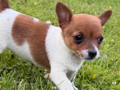 Miniature Jack Russell puppies in Laois