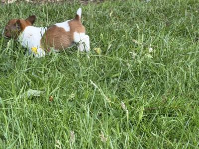 Miniature Jack Russell puppies in Laois