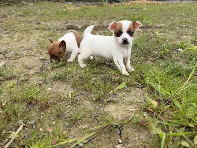 Miniature Jack Russell puppies in Laois