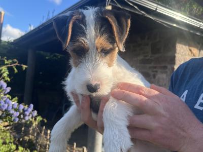 Gorgeous Parson Russell Terrier x Fox Terrier puppies in Limerick