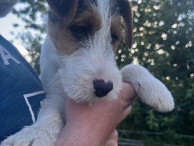 Gorgeous Parson Russell Terrier x Fox Terrier puppies in Limerick