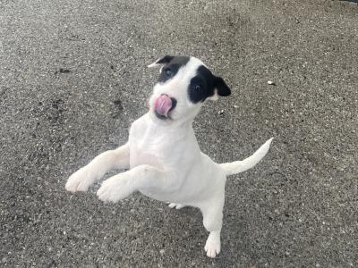 Gorgeous Parson Russell Terrier x Fox Terrier puppies in Limerick