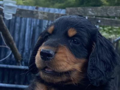 Quality Cockers Spaniels
