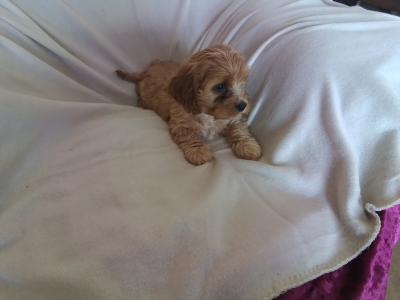 Cute Cavapoo puppies in Kilkenny