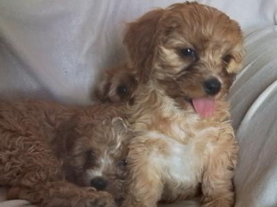 Cute Cavapoo puppies in Kilkenny