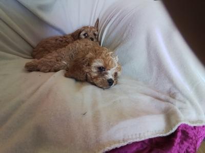Cute Cavapoo puppies in Kilkenny