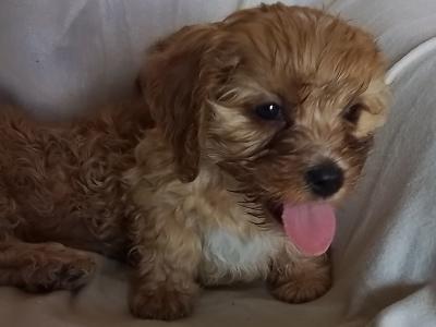 Cute Cavapoo puppies in Kilkenny