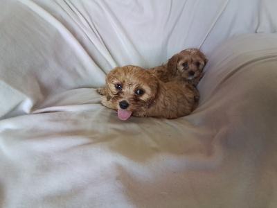 Cute Cavapoo puppies in Kilkenny