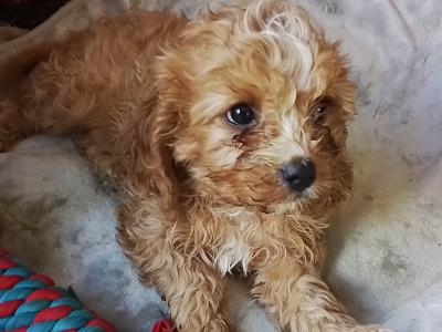 Cute Cavapoo puppies in Kilkenny