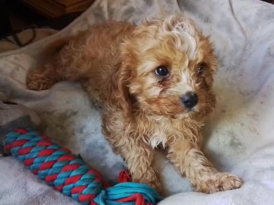 Cute Cavapoo puppies in Kilkenny