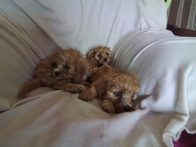 Cute Cavapoo puppies in Kilkenny