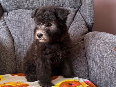 Adorable Pumi Puppies! Super social *Rare Breed*