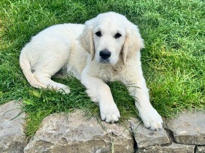 IKC male Golden Retriever puppy in Tipperary