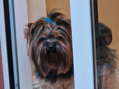 Yorkshire Terrier boys registered IHReV