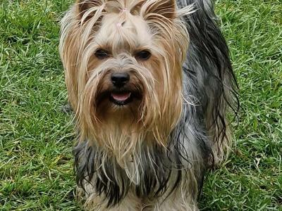 Yorkshire Terrier boys registered IHReV