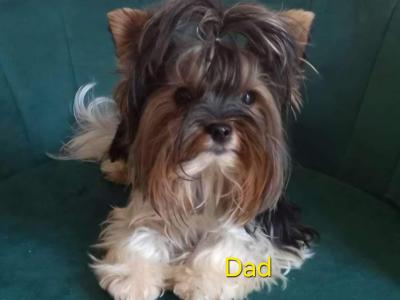 Miniature Male Biewer Terrier puppy registered IHReV