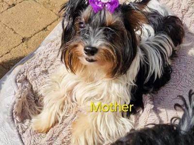 Miniature Male Biewer Terrier puppy registered IHReV