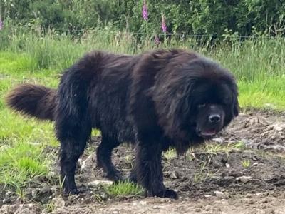 IKC Pedigree Newfoundland puppies in Cork