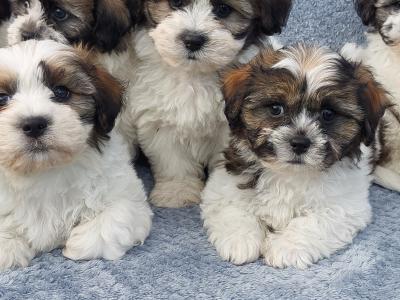 Gorgeous Teddy Bear Shichon (Bichon Frise x Shih Tzu) puppies in Limerick ✨️