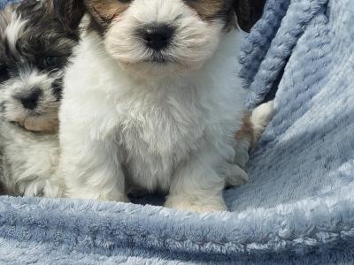 Gorgeous Teddy Bear Shichon (Bichon Frise x Shih Tzu) puppies in Limerick ✨️