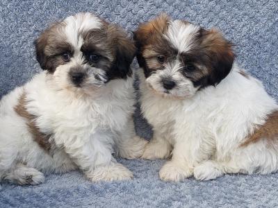 Gorgeous Teddy Bear Shichon (Bichon Frise x Shih Tzu) puppies in Limerick ✨️