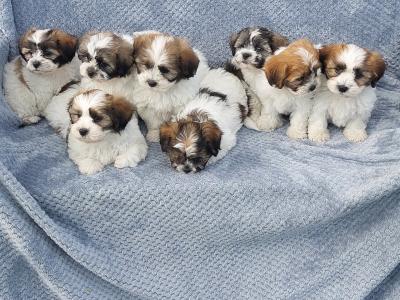 Gorgeous Teddy Bear Shichon (Bichon Frise x Shih Tzu) puppies in Limerick ✨️
