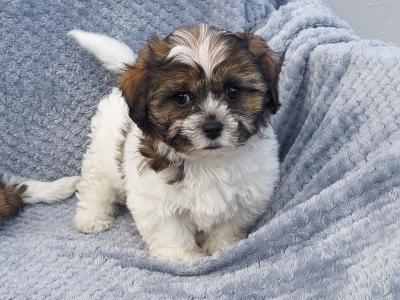 Gorgeous Teddy Bear Shichon (Bichon Frise x Shih Tzu) puppies in Limerick ✨️