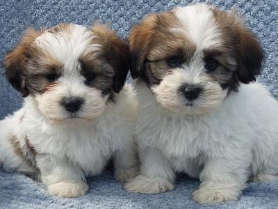 Gorgeous Teddy Bear Shichon (Bichon Frise x Shih Tzu) puppies in Limerick ✨️