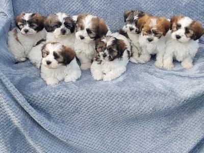 Gorgeous Teddy Bear Shichon (Bichon Frise x Shih Tzu) puppies in Limerick ✨️