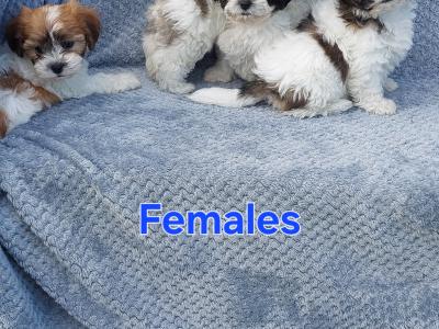 Gorgeous Teddy Bear Shichon (Bichon Frise x Shih Tzu) puppies in Limerick ✨️