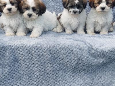 Gorgeous Teddy Bear Shichon (Bichon Frise x Shih Tzu) puppies in Limerick ✨️