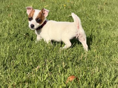 Miniature Jack Russell puppies in Laois