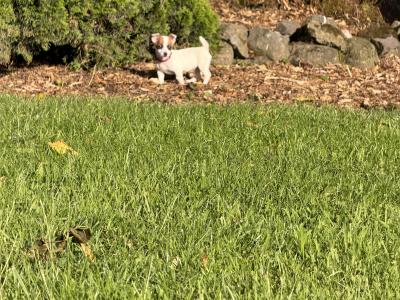 Miniature Jack Russell puppies in Laois