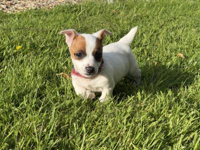 Miniature Jack Russell puppies in Laois