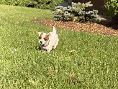Miniature Jack Russell puppies in Laois
