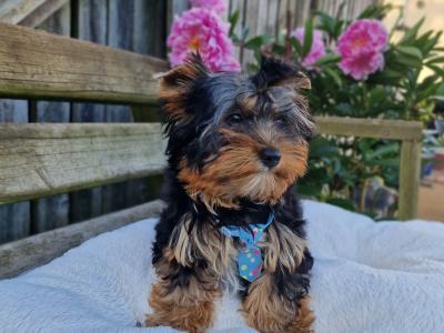 Yorkshire Terrier boys registered IHReV
