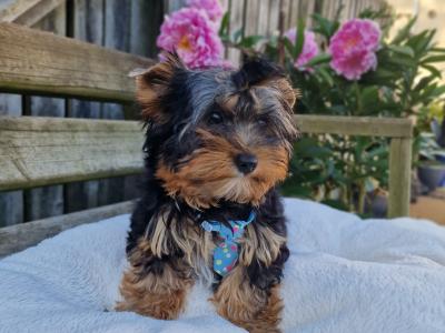 Yorkshire Terrier boys registered IHReV