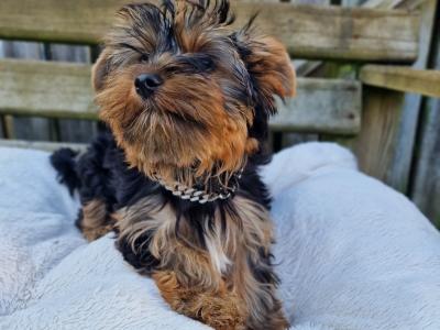 Yorkshire Terrier boys registered IHReV