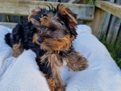 Yorkshire Terrier boys registered IHReV