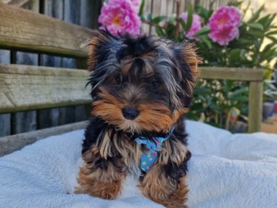 Yorkshire Terrier boys registered IHReV